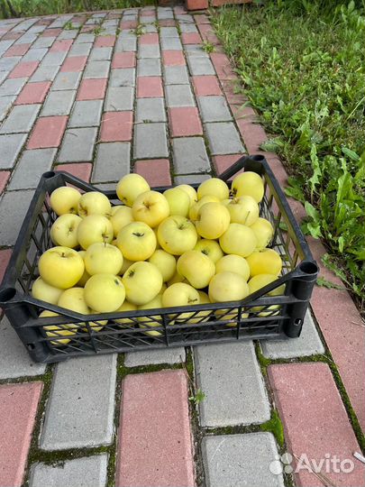Яблоки садовые домашние