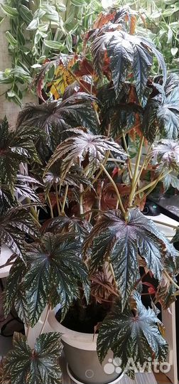 Бегония грифон