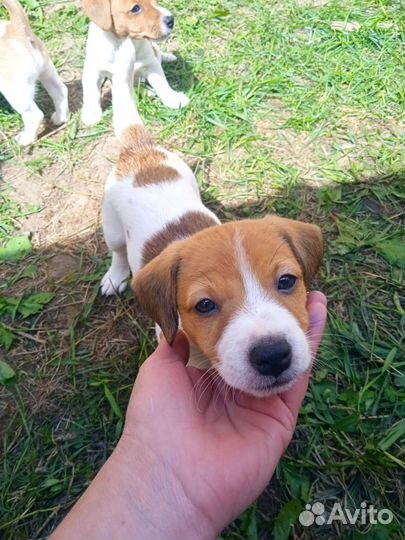 Щенки джек Рассел терьер
