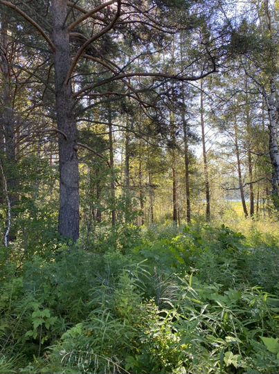 Участок 35 сот. (СНТ, ДНП)