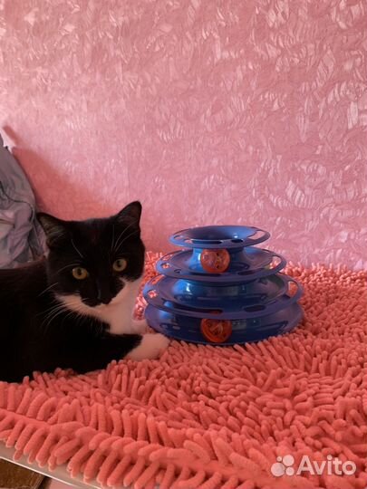 Игрушка для кота