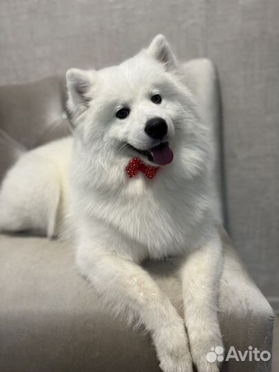 Грумер с выездом