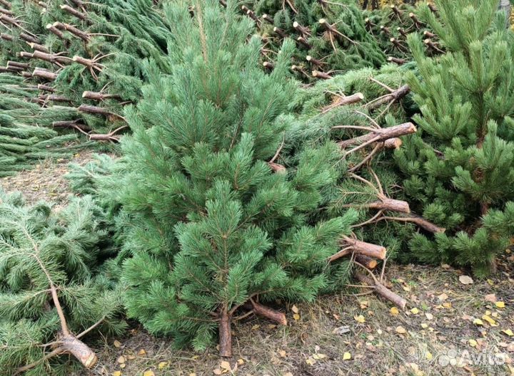 Новогодние елки и сосны оптом