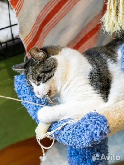 Уютная кошечка