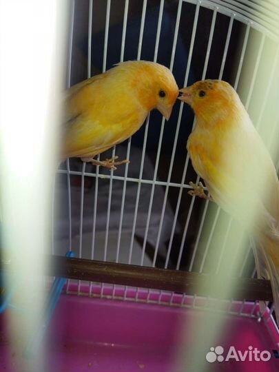 Певчие птицы