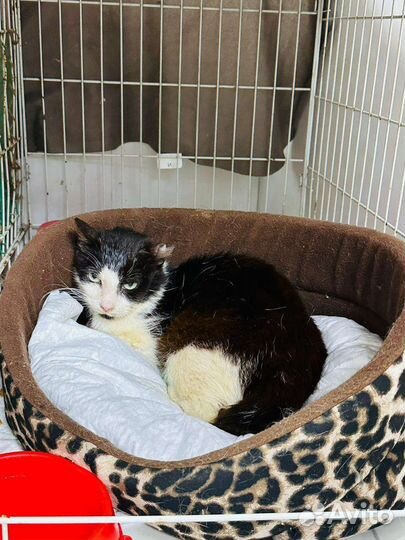 Муся в добрые руки