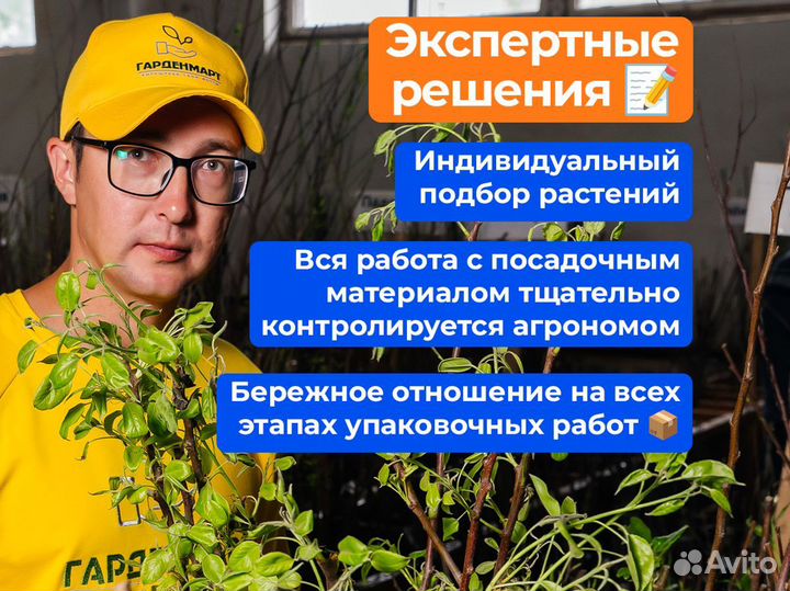 Саженцы вишни, опт