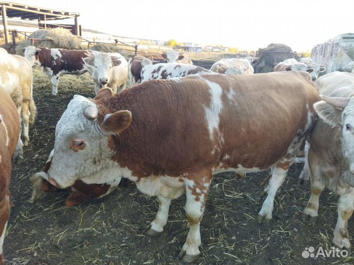 Быки на мясо