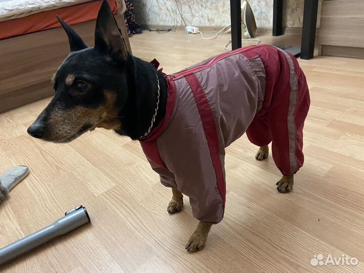 Зимняя одежда для собак