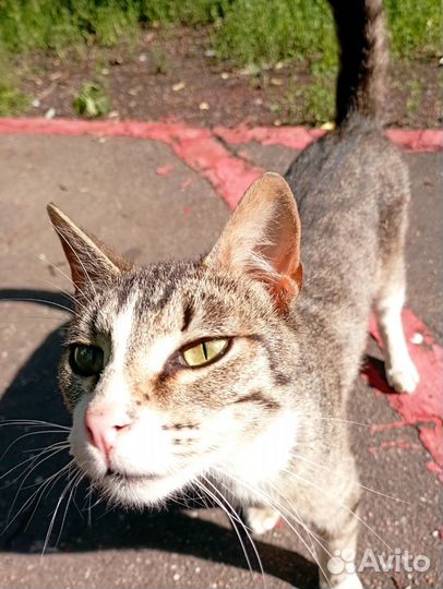 Молодой домашний котик