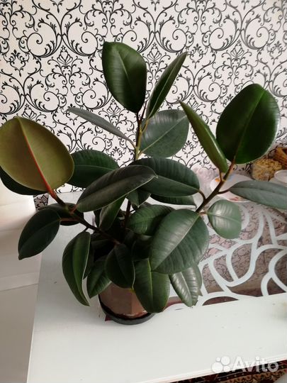 Фикус каучуковый