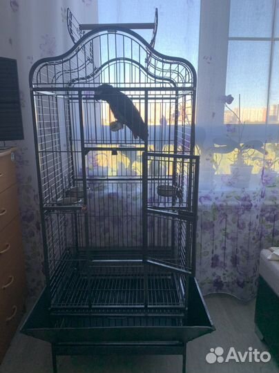 Передержка попугаев