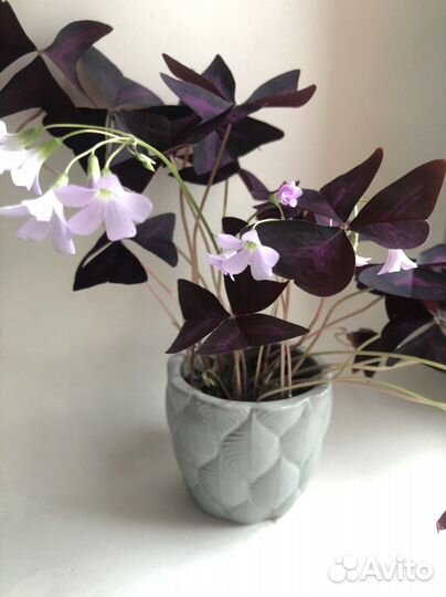 Кислица оксалис