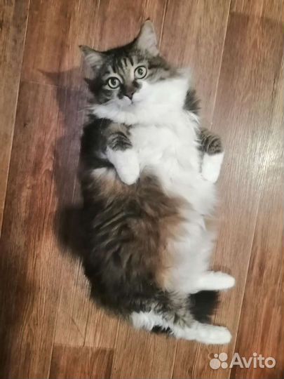 Передержка животных