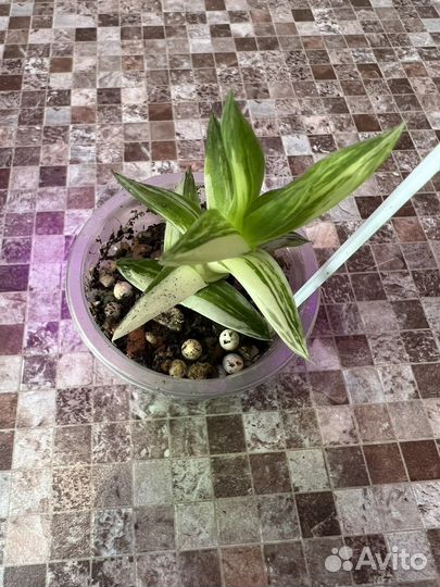 Хавортия Ладьевидная вариегатная