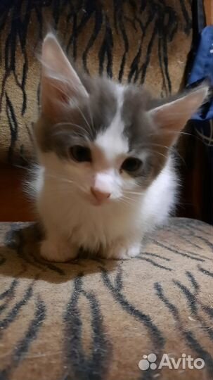 Котята пушистики