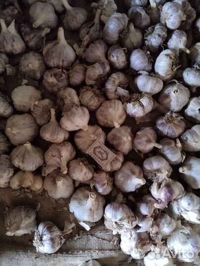 Чеснок