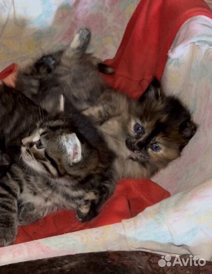 Котята в добрые руки