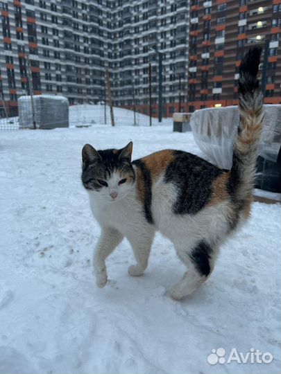 Кошки в добрые руки