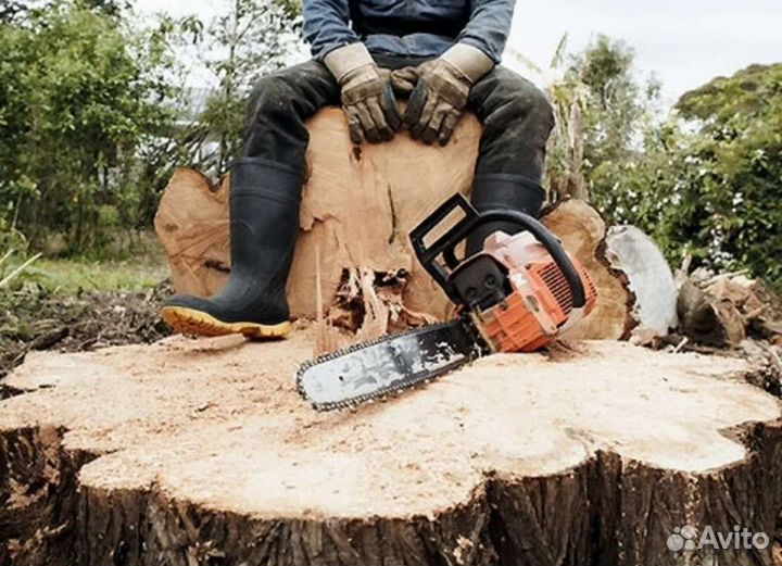 Вырубка деревьев