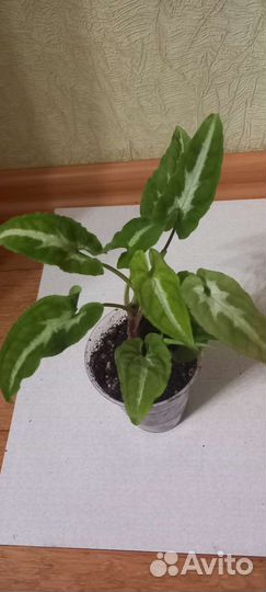 Сингониумы 2 часть