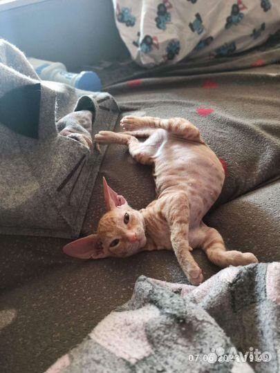 Кошка сфинкс