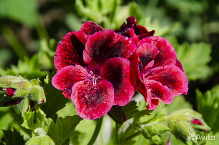 Пеларгонии королевские