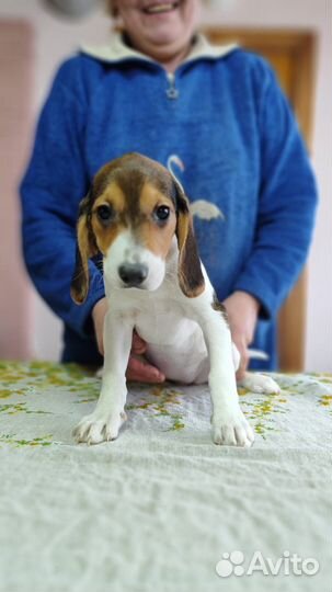 Эстонская гончая щенки