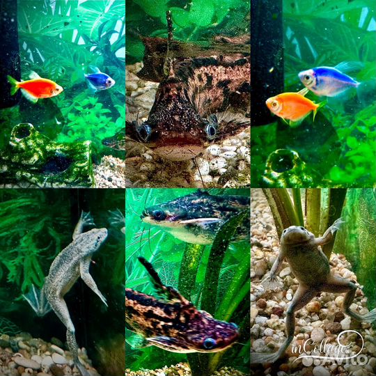 Аквариум с рыбками