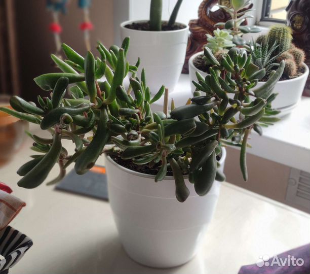 Крассула Овата Хоббит