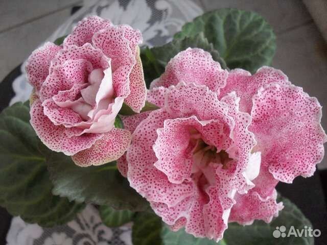 Глоксинии сортовые(укорен.листья)