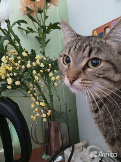 Отдам котенка в добрые руки