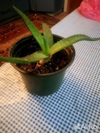 Столетник. алоэ