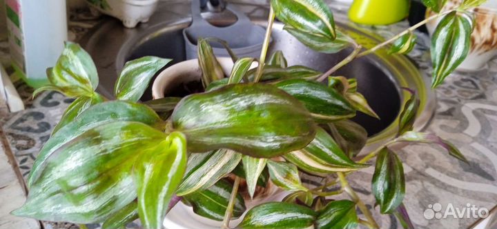 Традесканции полосатые, 3вида