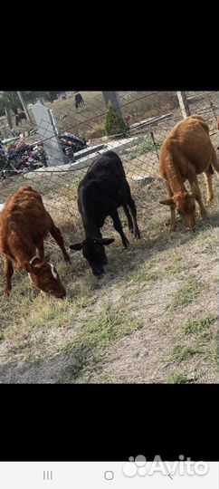 Бычок и телки