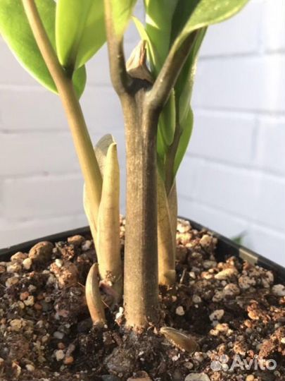 Замиокулькас