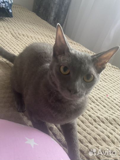 Котята сфинкс браш