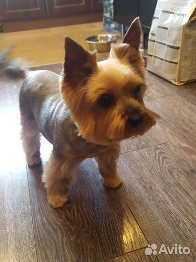 Груминг (стрижка собак, тримминг, экспресс линька)