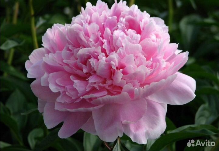Пионы розовые на осень