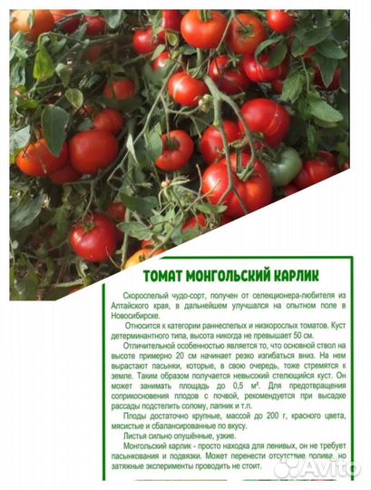 Рассада помидор