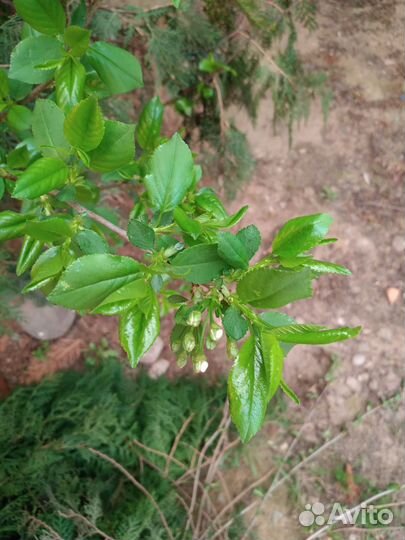 Отводок вишни