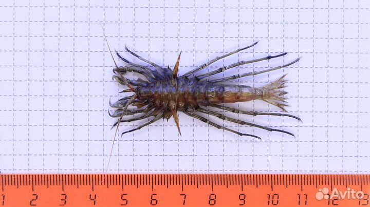 Ракообразное из Байкала Acanthogammarus godlewskii