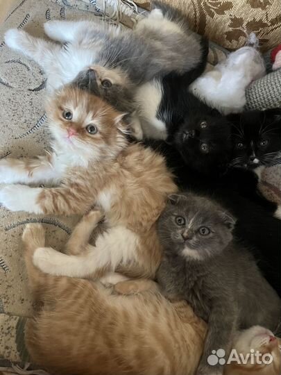 Вислоухие котята