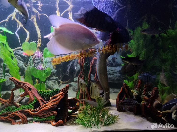 Промысловые гурами, цихлы келберри, аквариум 300л