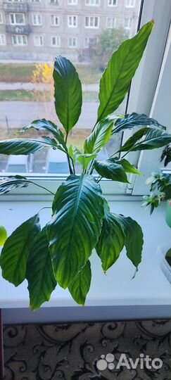 Спатифиллум (женское счастье)