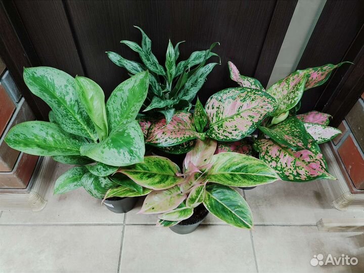 Сортовые аглаонемы