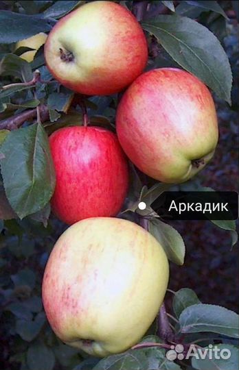 Саженцы яблони и груши