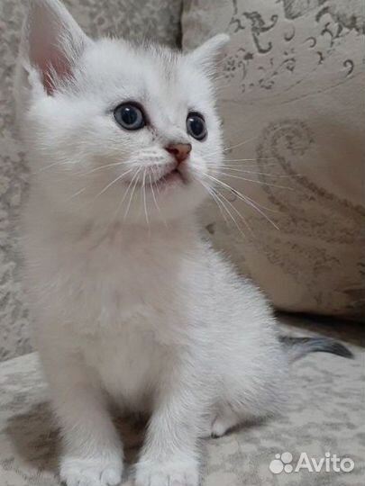 Британские котята