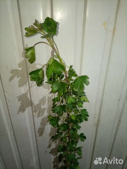 Саженцы черной смородины