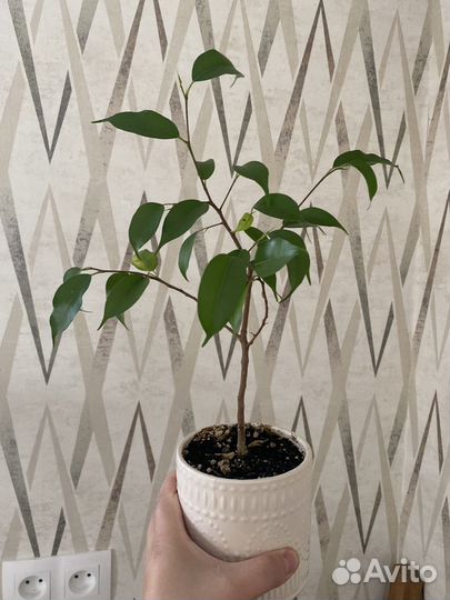 Фикус бенджамина